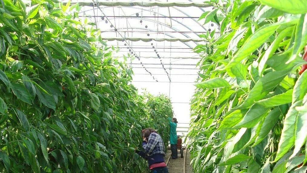 Plantación de pimientos en Almería